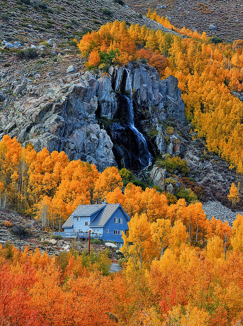 Autumn colors in Eastern Sierras, California, USA (by Dave Toussaint).