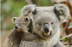 Teddy bears live!! (Koala and her cub)