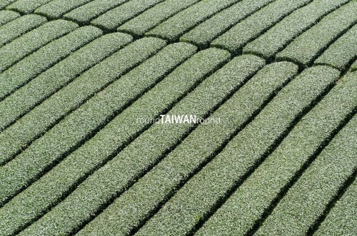 Alishan Tea Plantations Alishan Oolong (烏龍茶) is one of the best High Mountain Oolongs in the world. 