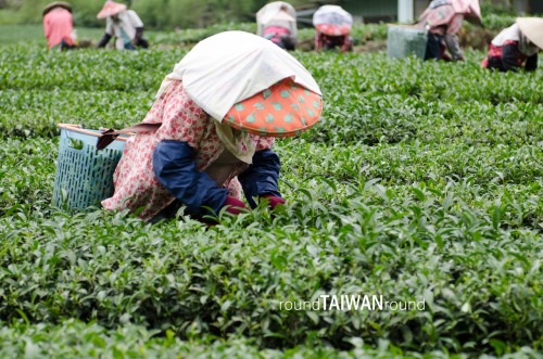 Alishan Tea Plantations Alishan Oolong (烏龍茶) is one of the best High Mountain Oolongs in the world. 