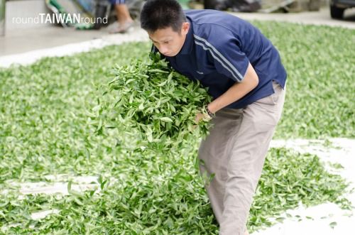 Alishan Tea Plantations Alishan Oolong (烏龍茶) is one of the best High Mountain Oolongs in the world. 