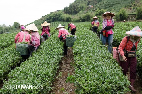 Alishan Tea Plantations Alishan Oolong (烏龍茶) is one of the best High Mountain Oolongs in the world. 