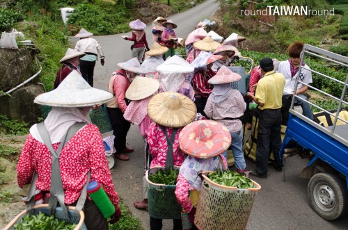 Alishan Tea Plantations Alishan Oolong (烏龍茶) is one of the best High Mountain Oolongs in the world. 