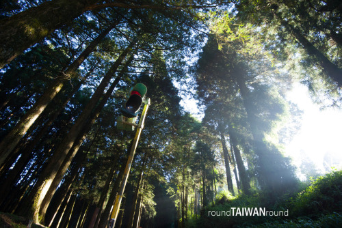 Alishan Forest Train The Alishan Forest Train (阿里山小火車) is listed as top 3 must-see in Alishan, along