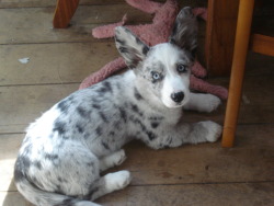 bonami:  Mab, My Cardigan Corgi in 2009 