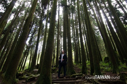 Giant Trees Trail The towering giant trees (神木) is one of the most representative symbols in Alishan