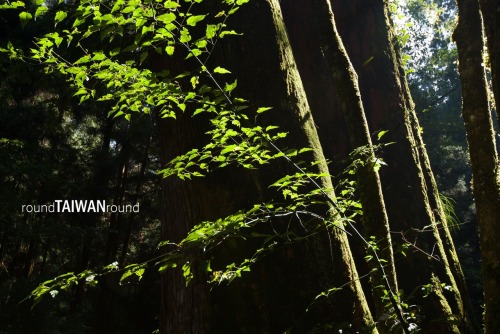 Giant Trees Trail The towering giant trees (神木) is one of the most representative symbols in Alishan