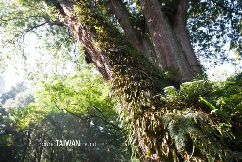 Giant Trees Trail The towering giant trees (神木) is one of the most representative symbols in Alishan