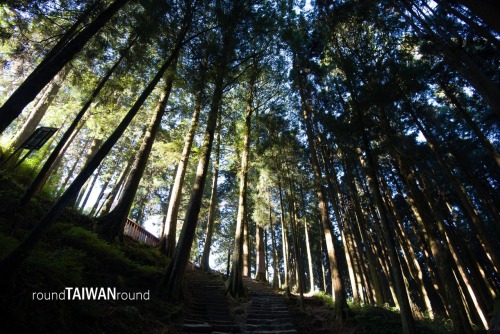 Giant Trees Trail The towering giant trees (神木) is one of the most representative symbols in Alishan