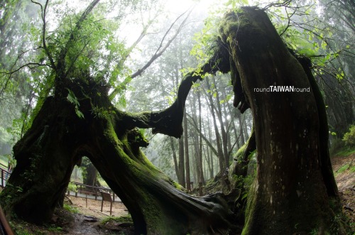 Alishan Sisters Ponds Alishan Sisters Ponds (阿里山姊妹潭) is composed by two high mountain