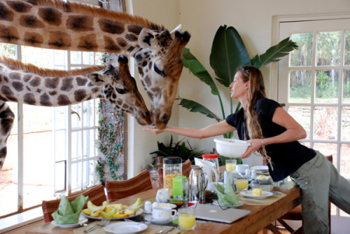 dantia:  lunuh:  just a giraffe in the kitchen. the usual  i always have giraffes poking around in my dining room, don’t you? 