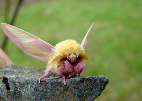 he-said-captain-i-said:ginnabean:And the cutest moth award goes to…the rosy maple moth!Sources[x] [x