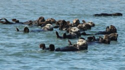 Dailyotter:  Only One Sea Otter From The Whole Raft Seems To Notice Photographer
