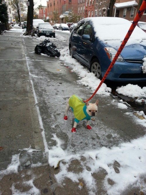 Homie braving the freak snow. Red booties are back to protect sensitive paws.