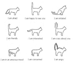 Godtricksterloki:  A Guide To My Cat Loki.  I Love Cats, But They&Amp;Rsquo;Re Such