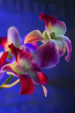 Vgeta:  Orchids 