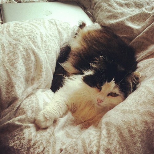 9-more-lives:  
