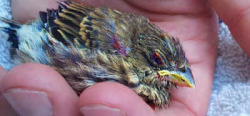 animalfreak11:  Courage, Tortured Baby Bird, Euthanized Posted by David Hendrickson  A loving good bye to Courage This story is a bit different from my normal tributes. This is about a little baby bird who was tortured and beaten and who’s story will