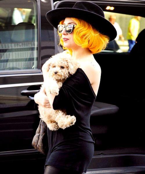 gaga-lady-gaga:  Lady Gaga -  Bucharest Rumania
