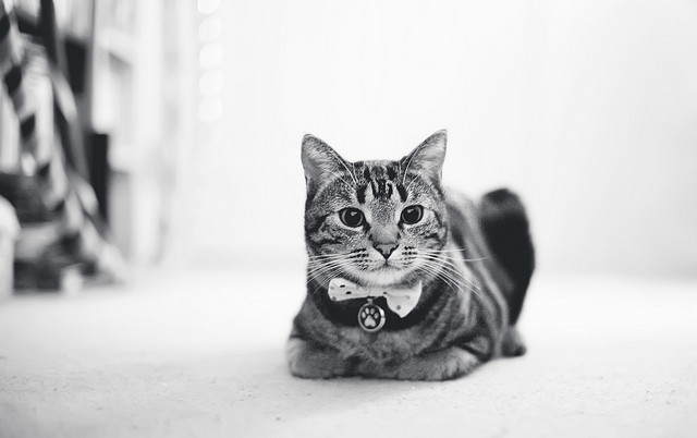 bigcatface-blog-blog:Mr. Miles by Fenchurch! on Flickr.