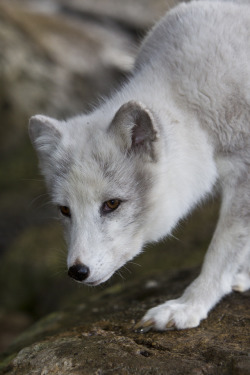 llbwwb:  Arctic fox (by Official San Diego Zoo) 