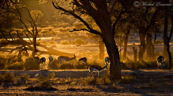 birdsong-in-the-morning:  Kalahari Dawn by ~LEkROm 