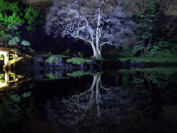 birdsong-in-the-morning:  JAPANESE GARDEN REFLECTION 50 by *hirolu 