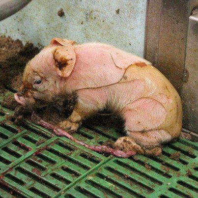 vegan-fortheanimals:annieangryvegan:That’s an UMBILICAL CORD. This is a tiny baby, torn from its mot