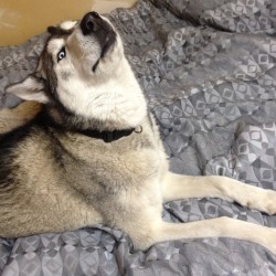 ‘Sup? #husky #malamute #boston #bestfriend