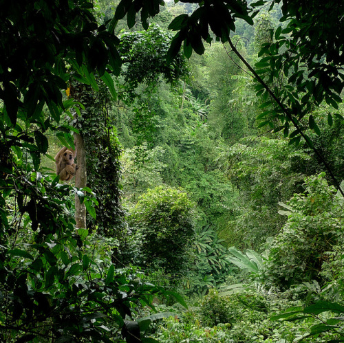 lovefornature:  The rhythm of the jungle takes you higher by B℮n on Flickr.  want more posts like th