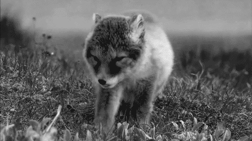 oh my cute