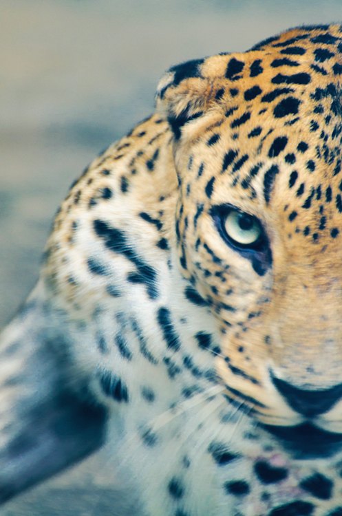 illuminati-handcrafted:  wild