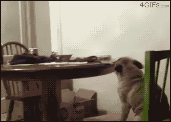 aplacetolovedogs:  Cute Pug doing an adorable wiggle dance every time he is left