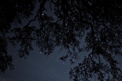 -olly:  Night Sky + Branches 