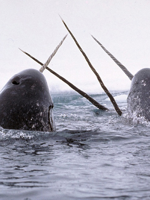 ilovecephalopods:  crazyanimalshots:  A group of narwhals joust in the ocean. Source: