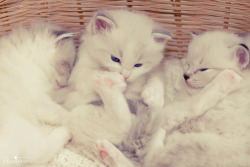 catroom:  photogenicfelines: (fofurasfelinas) 