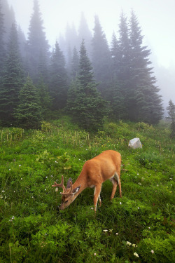   Tom Hyde  |  Above Paradise, Mt. Rainier  |  Mt. Rainier National Park   