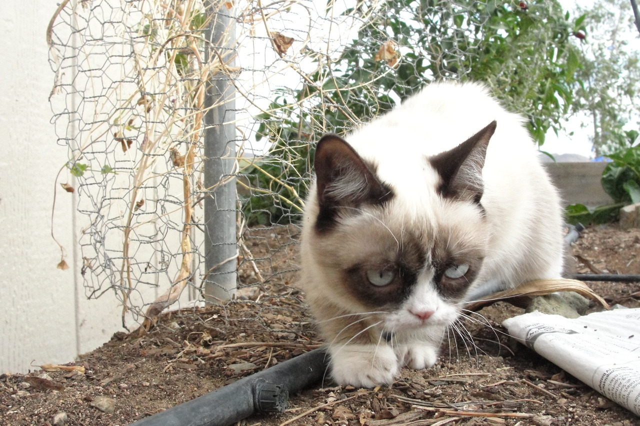 Good Afternoon! I hope everyone had a good weekend!
 I've ordered a second run of the Original Grumpy Cat Christmas Cards and...