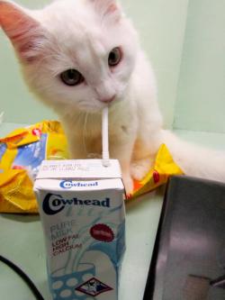 thefluffingtonpost:  Kitten Packs Nutritious Lunch for Every School Day Even at a young age, Snowball knows the value of a nutritious meal. That’s why the kitten packs a brown bag full of healthy goodies every school night. Lunches include PB&amp;J,