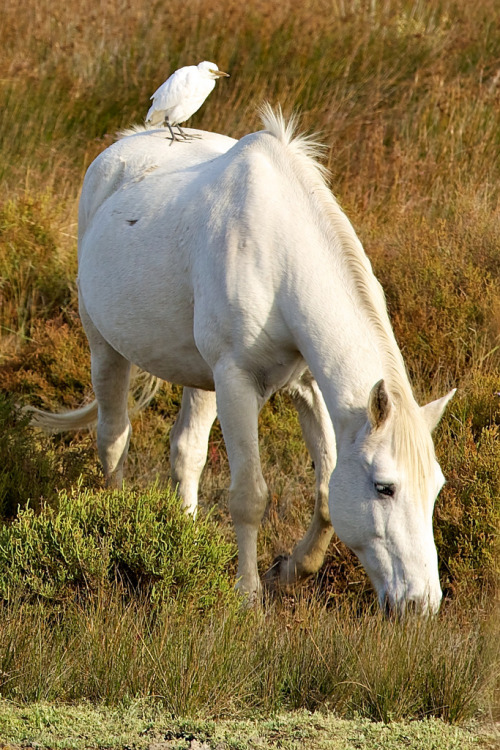 Heron and Horse- Camargue, France (via European Trotter Flickr)