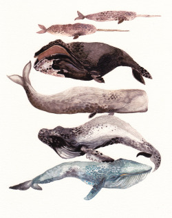 skywulff:  theartofanimation:  Michelle Morin  Whales are one of my favorites :) 