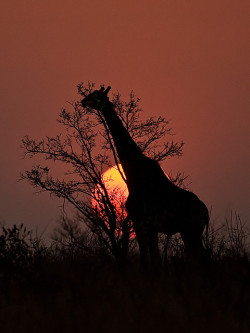 animals-plus-nature:  Giraffe at Sunset by deemacphotos on Flickr.