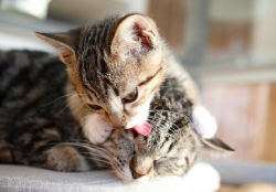 catroom:  Protective Cat Mama and Her Tabby Baby  tu y yo @AdorableBipolar ♥