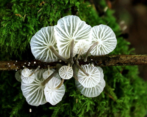 steepravine: Gregarious White Fungus on a Stick (Point Reyes, California - 11/2012)