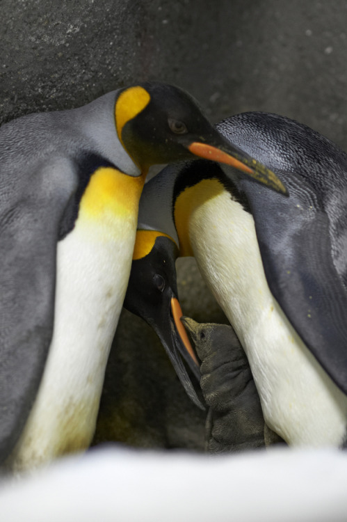 wingleader: helvetebrann-deactivated2014092: After nearly a year together at the Odense Zoo in Denm