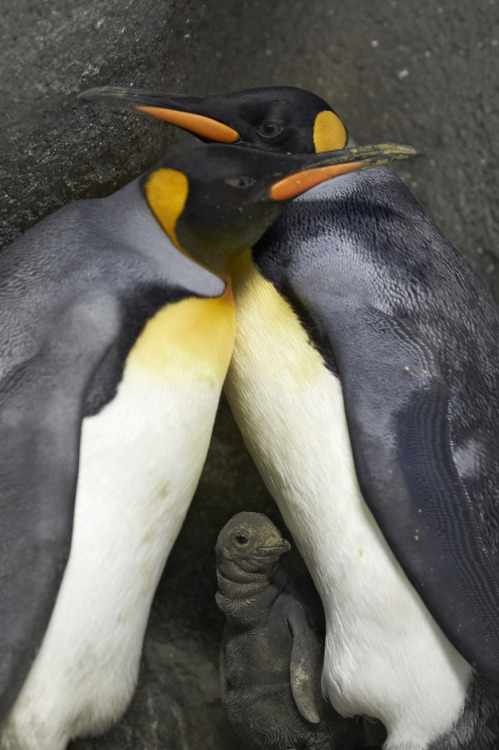 wingleader: helvetebrann-deactivated2014092: After nearly a year together at the Odense Zoo in Denm