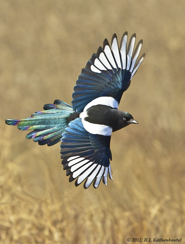 shymollymawk:  Black-billed Magpie (Pica hudsonia) 