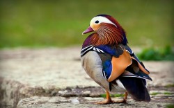 Gorgeous! Mandarin drake