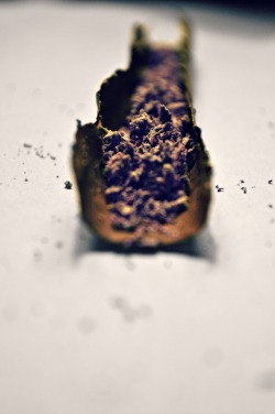 nicknigger:  purp in tha blunt, taken 11/12/2012