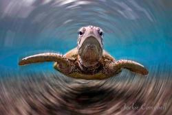 Mad-As-A-Marine-Biologist:  T-Whirl-Tle Winning Shot Of The ‘Cuff-Choice’ Cairns